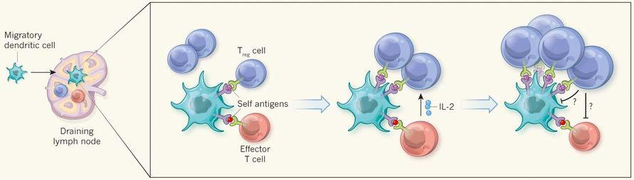 IL-2 dependent activation of regulatory T cells