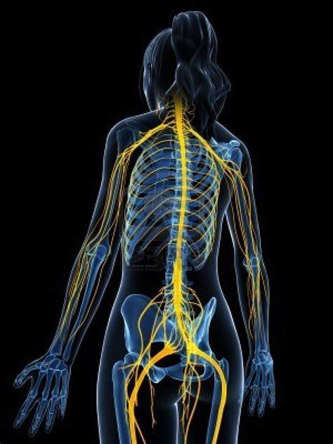 Peripheral Nervous System Peripheral Nervous System connects your brain and spinal cord to the rest of