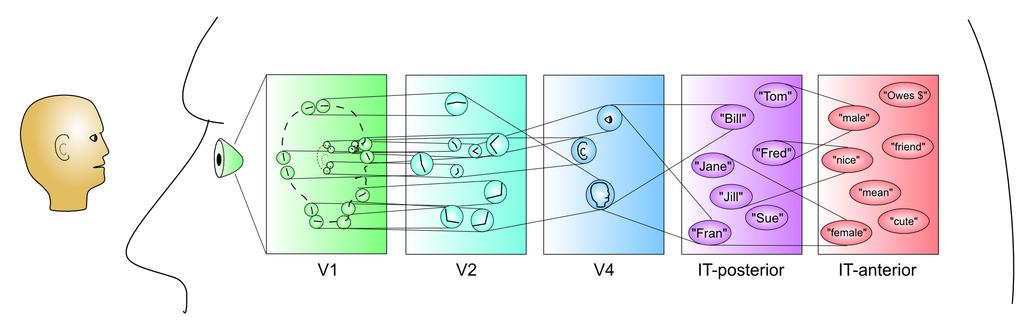 of neural detectors Progressively more abstract from Hidden and Output to all three layers in same area