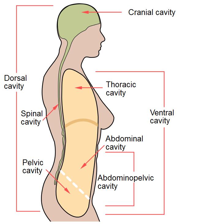 Body Cavities Cavities in the front of the body Ventral Cavity o Thoracic Contains: Heart Lungs o Abdominopelvic Cavity Abdominal Contains: Stomach & Intestines Pelvic