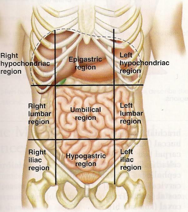 Digestive Reproductive Gastrointestinal Tract
