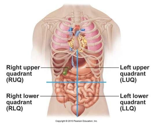 2. Abdominopelvic cavity a. abdominal cavity contains digestive viscera (stomach, spleen, intestine, gall bladder, pancreas) b.