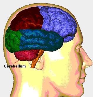 General introduction of the telencephalon From the development of forebrain vesicle, Younger but with important function. Situated at the sup.