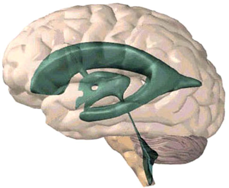 Lateral Ventricle Position: located in cerebral hemispheres Four parts 2 1-Central part: lies in parietal lobe 2-Anterior horn: extends into frontal