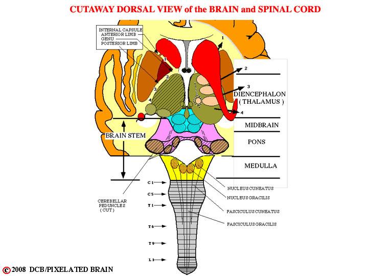 FIGURE 3.1.2 This view simply draws in the DC-ML pathway on our standard dorsal view of the brainstem and thalamus.