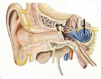 External Auditory Canal - Protection against physical trauma and entry of foreign bodies -