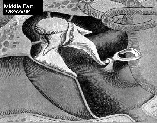M I S Ossicular Chain (Malleus and Incus) - vibrate as a unit, rocking on a linear axis which runs from