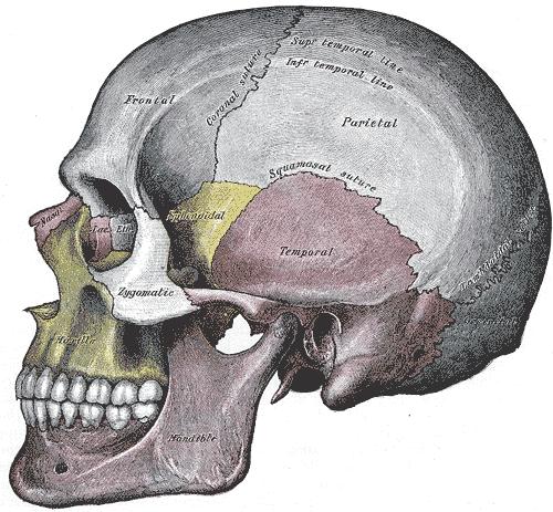 Temporal Bone Found on each side of the skull and contains the organs for hearing