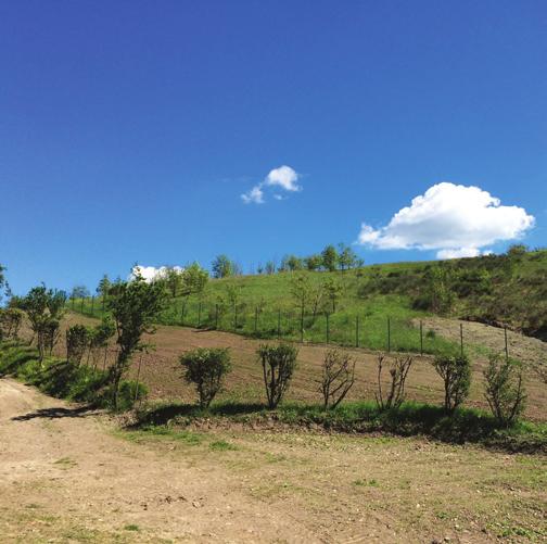 Nature Natural production chain Starting from our estate on Monte del Gesso, we ensure a special zero-mile