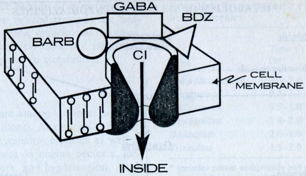 BDZ BARB Intensify Cl conductance mediated by GABA Prolong GABA effects Diminish synaptic transmission Alprazolam Bromazepam