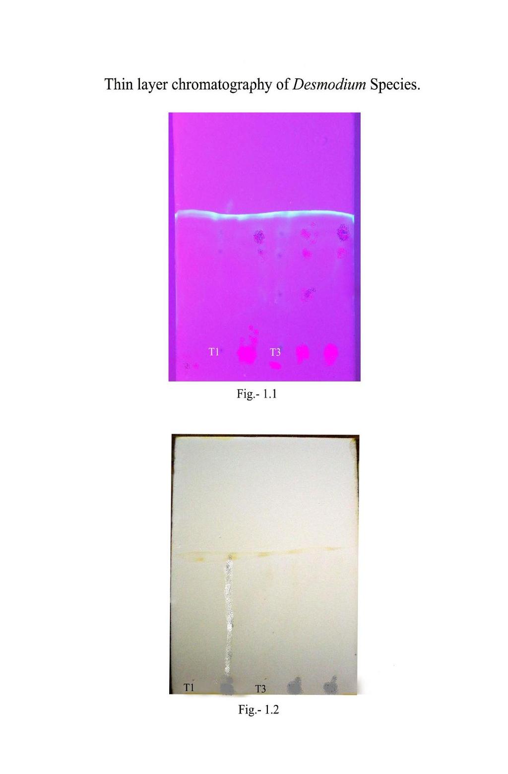 PLATE-1 Thin layer chromatography of Desmodium gangaticum and other species. Stationary phase: T.L.C.