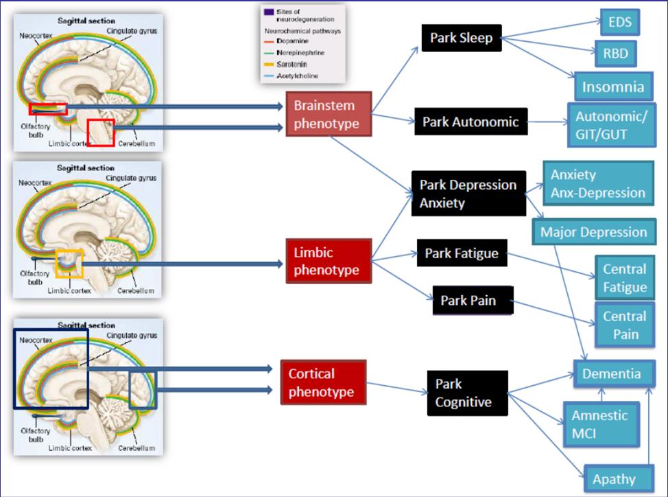 Subtype based on phenotype PD - sleep PD - pain PD depression PD-cognitive PD