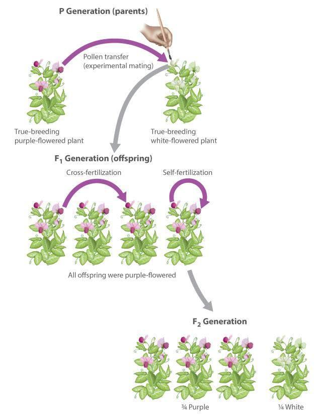 Mendel s Methods: Monohybrid Cross Mendel investigated whether the white-flowered form disappeared entirely by breeding the F1 purple flowers with each other.