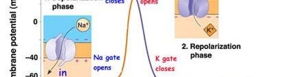 ACTION POTENTIAL a self propagating change in the voltage across plasma membrane of a nerve cell.