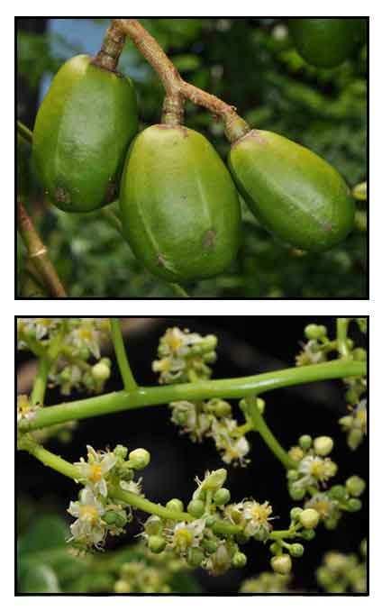 Fig.1 Spondias pinnata, Anacardiaceae MATERIALS AND METHODS Collection and authentication The fruits of Spondias pinnata (Anacardiaceae ) were collected from local market of Lucknow, in the month of