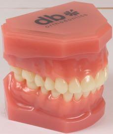 6 Permanent Ideal Occlusion DB04-2008 Other