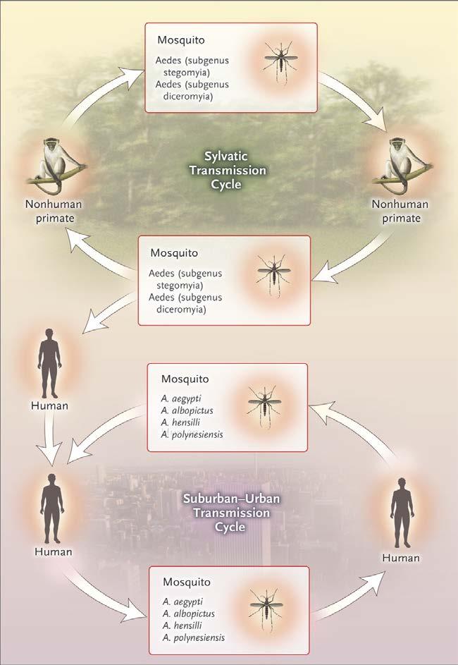 Zika Virus-Mosquito Transmission Cycle.
