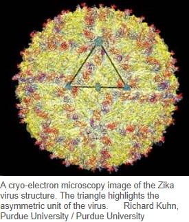 The Zika Virus The Zika virus is a single stranded RNA flavivirus (related to yellow fever, dengue and West Nile Virus (Aedes mosquito vectors) The Zika strain in French Polynesia in 2013 saw an
