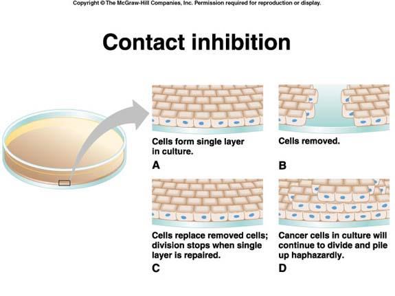 merlin protein and contact inhibition Please remember that contact inhibition is an important process to limit and regulate cell growth If contact inhibition is lost growth can go unchecked E