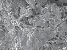 Collagen Graft Soft tissue