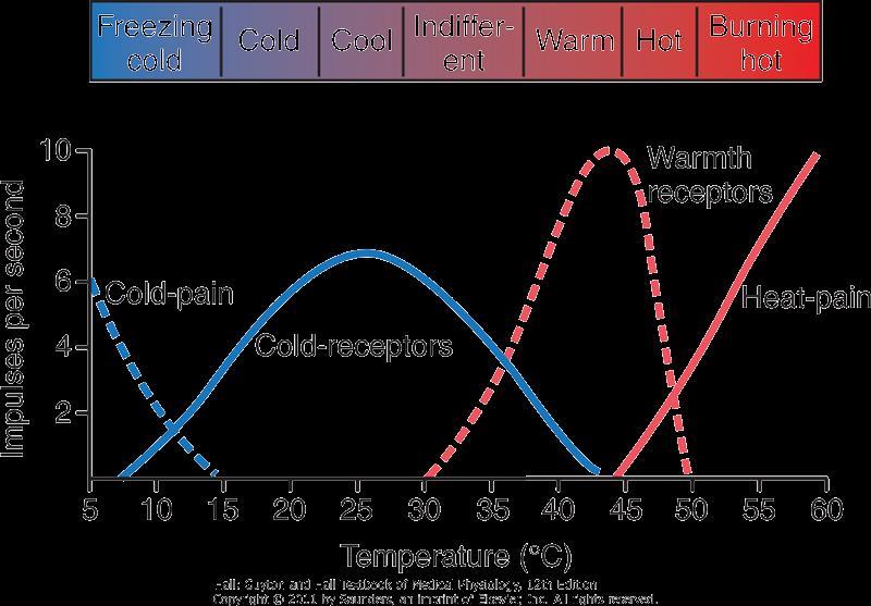 Thermoreceptors Perceived temperature is