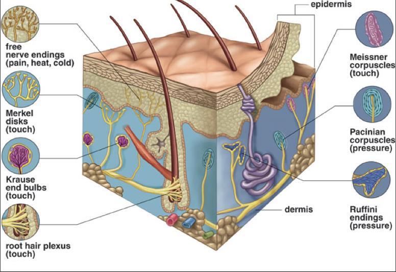Skin receptors Simple versus complex (slow vibration, texture) (sustained touch,