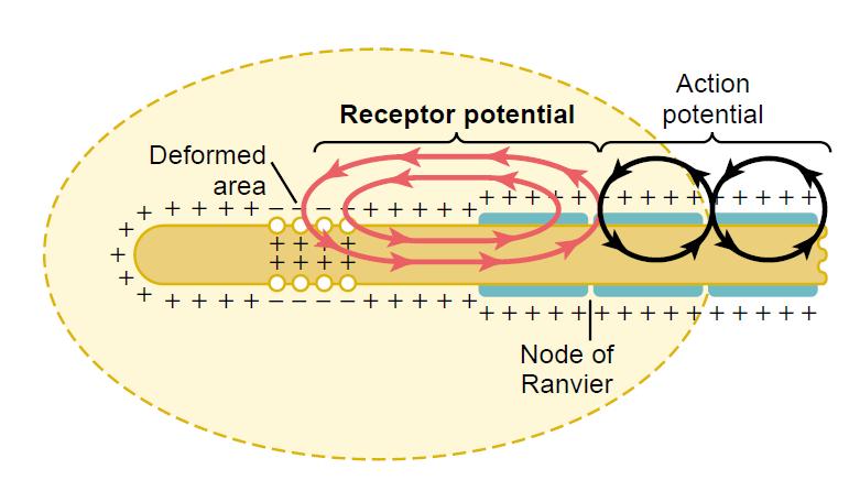 Receptor potential versus action potential