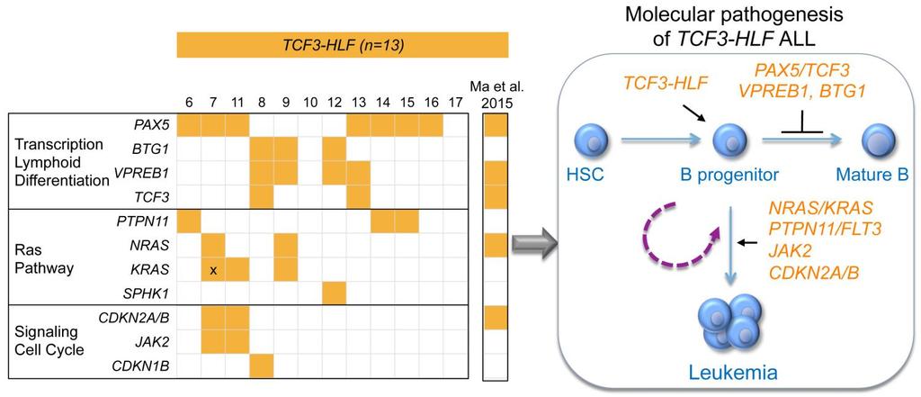Supplementary Figure 6 Pattern of recurrent genomic lesions and model of leukemogenesis in TCF3-HLF positive leukemia.