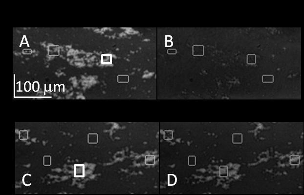 Figure SI2: SPR images for cellulose microfibril-coated regions.