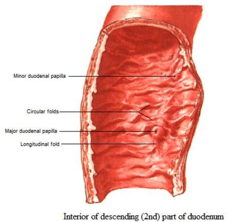 kidney with pancreas head on other side; ½ way down on postero-medial wall is the major duodenal papilla common bile and