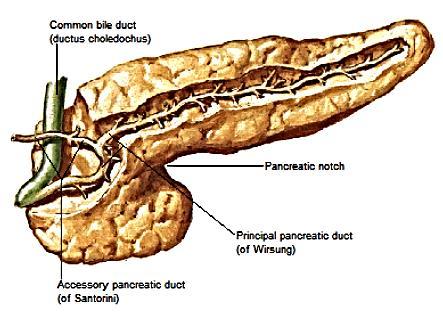 Pancreatic duct runs entire length of organ Week 5 Lecture 4.