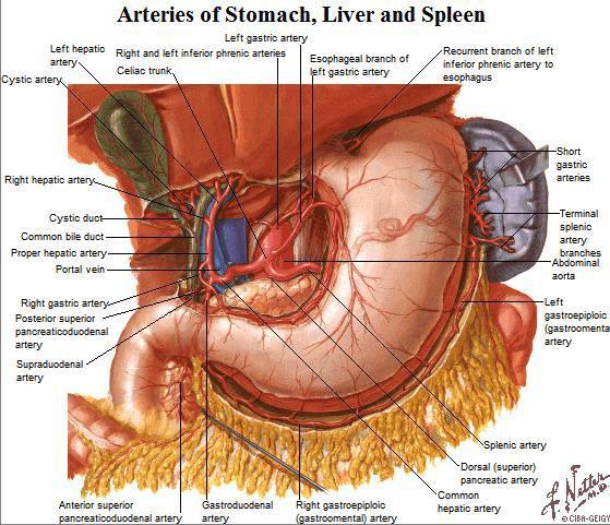connecting to the stomach is intraperitoneal, whilst the remainder is retroperitoneal - Primary function of digestion and absorption - Duodenum is divided into 4 parts: o