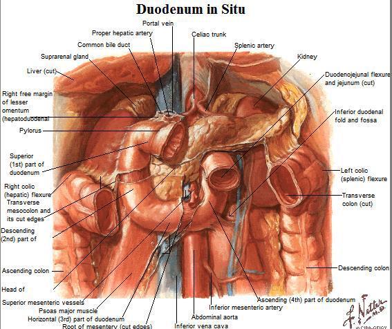 usually occur here o Vertical descending portion is completely retroperitoneal (3 inches) Transverse mesocolon is a landmark found here that encapsulates the transverse colon