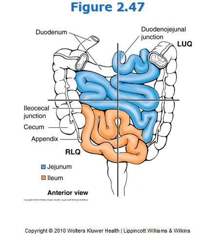 to pancreas Horizontal part of the duodenum traverses right psoas to left psoas (4 inches) Slightly tethered to left psoas Found at the level of L3 Root of the mesentery found