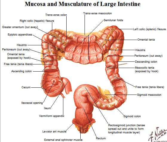 aorta feeds the small intestine by entering the mesentery ARTERIAL BLOOD SUPPLY - Jejunum is supplied by vasarector which arise from a few arcades (long arterial loops) - Ileum has an abundance of