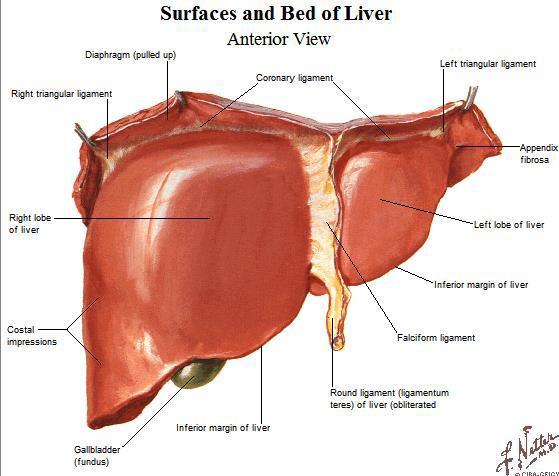 ligament (double folded peritoneum) that connects the liver the anterior abdominal wall at the level of umbilicus Ligametum teres is an obliterated vein and runs inferiorly Remnant of