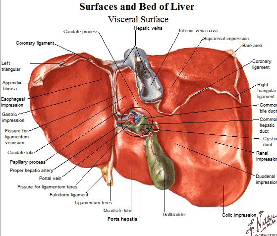 identical - The visceral surface is imprinted by all the structures it sits on and bears the hilum o H shaped fissure further divides the liver into a caudate and quadrate lobe o Gall