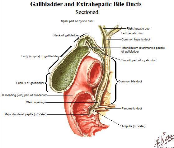 HEPATIC HILUM/PORTA HEPATIS - Hepatic artery is divided into left and right to supply each functional half of the liver (left of hilar) - Hepatic duct divides in half to collect bile products from