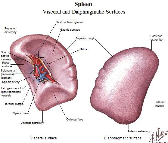 SPLEEN - Oval shaped organ about the size of a clenched fist (tend to