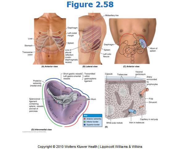 the impressions of the stomach and kidneys o Hilar is found on this side