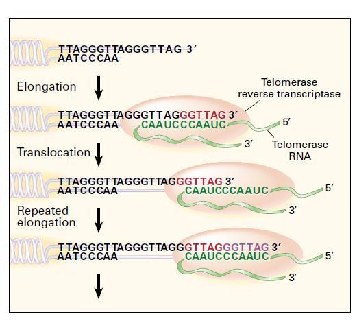 Telomerase is a ribonucleoprotein that extends telomeres (TTAGGG) N Engl J Med. 2000 Apr 27;342(17):1282-3.