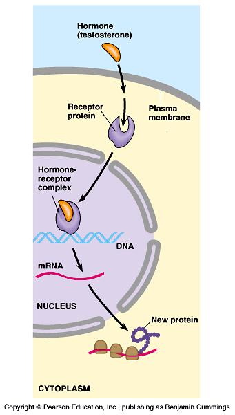 Specific Mechanism of Action: Steroid Hormones Steroids hormones:are able to pass through the plasma membrane. 1.