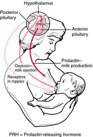 Control of milk secretion: regulated by pituitary hormones 1. Prolactin is secreted by anterior pituitary which stimulates mammary glands to grow and to produce milk. 2.