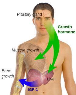 Growth hormone (GH): Peptide 1. Secreted by the anterior pituitary. 2.