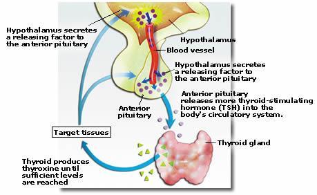 Thyroxin leads to increase in metabolism of the cell. Thyroxin also helps to regulate internal body temperature.