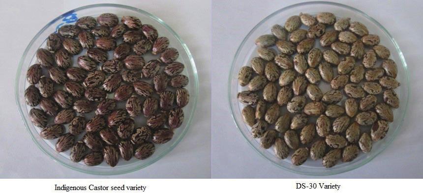 High oil yielding castor variety from Pakistan Fig. 1 Images of indigenous and DS-30 castor seed varieties. Table 2 Physicochemical analysis of castor oil.
