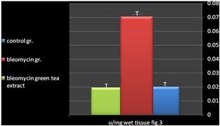 Fig.3. Effect of green tea extract 100mg/kg/day P.O. on lung myeloperoxidase activity in bleomycin-induced lung fibrosis (15mg/kg. i.p. 3 times a week) for 4 weeks in adult male rats.