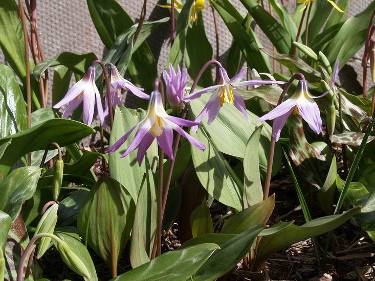 Erythronium sibericum seedlings that are now mature and starting to flower so well.