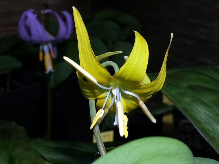 Erythronium grandiflorum Another feature that I have not consciously noted before is that the three anthers that have not dehisced on the variety with the yellow pollen, are bent through 90 degrees