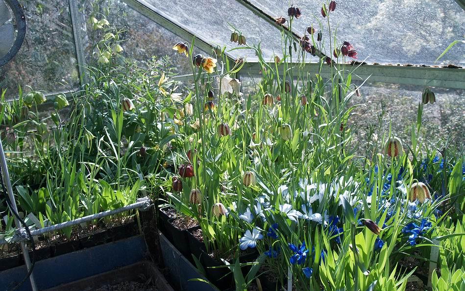 Fritillaria house The cold winter followed by some bright sunny days has resulted in most of the Fritillaria rushing in and